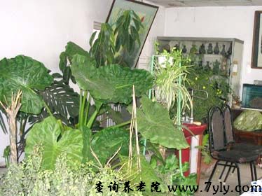 北京市路明老年公寓各种绿色植物和花卉装点着会客室，显得生机勃勃