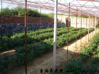 大连老铁山温泉康复养老院绿色无公害果蔬种植园地