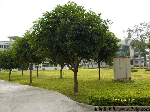 广州市红棉老年中心林荫大道
