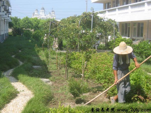 上海市九亭敬老院敬老院绿化带