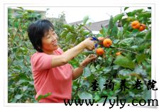 上海市九亭敬老院季兰英院长在果园