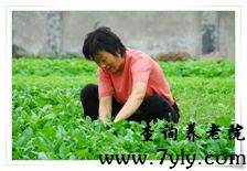 上海市九亭敬老院季兰英院长在田间