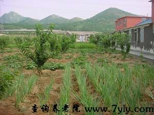 大连惠缘星光老年公寓公寓的菜地