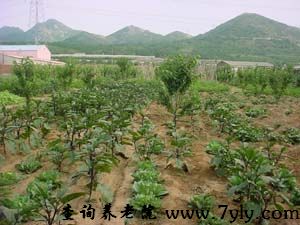 大连惠缘星光老年公寓公寓的菜地